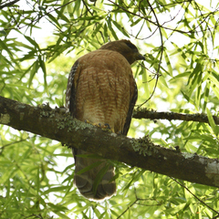 Buteo lineatus