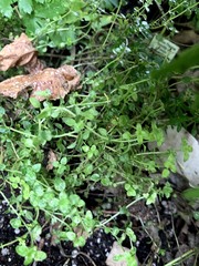 Thymus × citriodorus