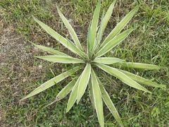 Agave angustifolia