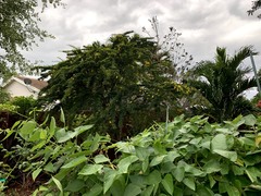 Senna polyphylla