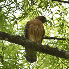 Buteo lineatus