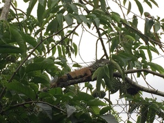 Iguana iguana