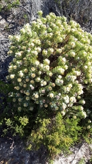 Serruria glomerata × villosa