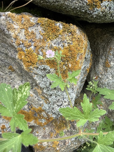 Geranium divaricatum, photograph 1