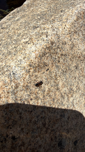 iNaturalist observation photo of Ants
