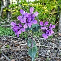 Lunaria annua annua