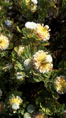 Serruria glomerata × villosa