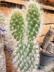 Opuntia senilis