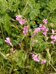 Silene colorata image