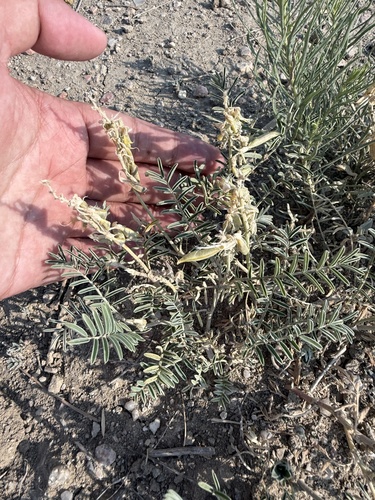 Sophora nuttalliana, 2026-07-07