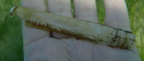Grooved Razor Shell