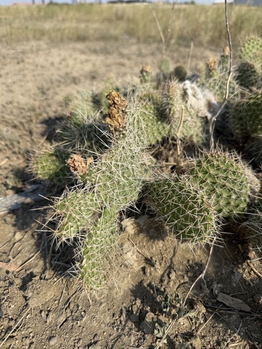 Plains Pricklypear