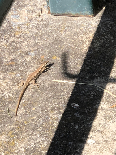 Common Wall Lizard