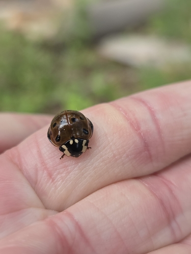 iNaturalist observation photo of Flying Saucer Lady Beetle