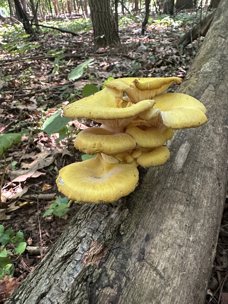 Golden Oyster Mushroom · July 2026 · photo: Photo: (c) Peter Quakenbush, some rights reserved (CC BY) · iNaturalist