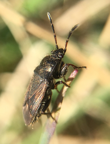 Megalonotus emarginatus
