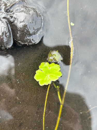 floating marsh pennywort