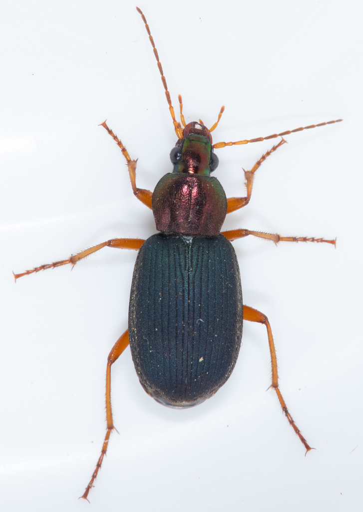 Tricolored Harp Ground Beetle