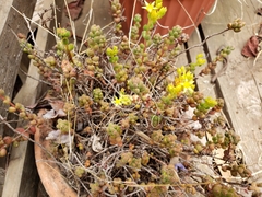 Sedum stahlii