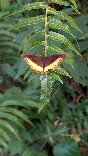Southern Golden Piper