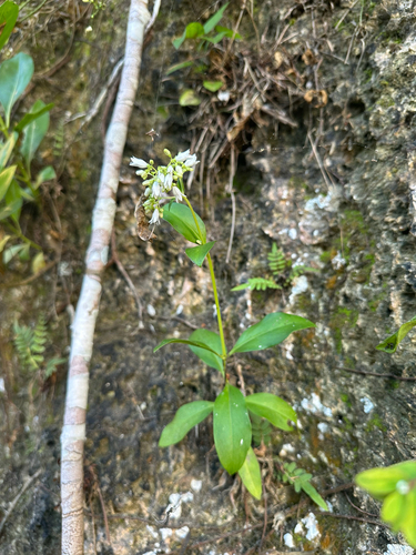Leptopetalum foetidum observed 2025-12-12