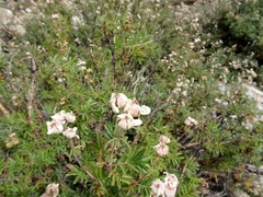 Farinopsis salesoviana