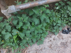 Urtica dioica