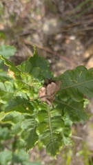 Cantua quercifolia image