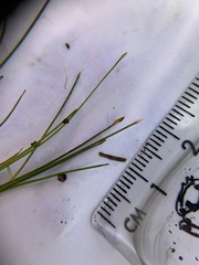 Eleocharis parvula