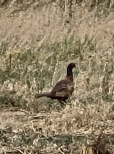 Ring-necked Pheasant