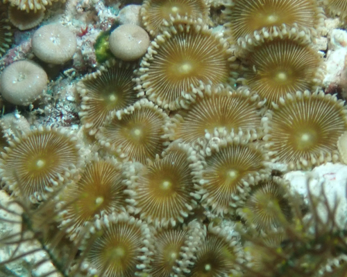 Palythoa heliodiscus observed 2026-06-19