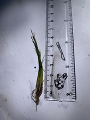 Eleocharis parvula