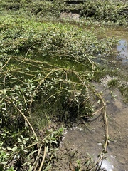 Eleocharis parvula