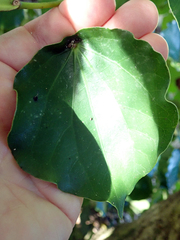 Piper excelsum peltatum