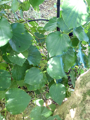 Piper excelsum peltatum