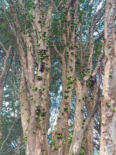 Jaboticaba