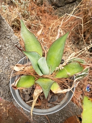 Agave vazquezgarciae