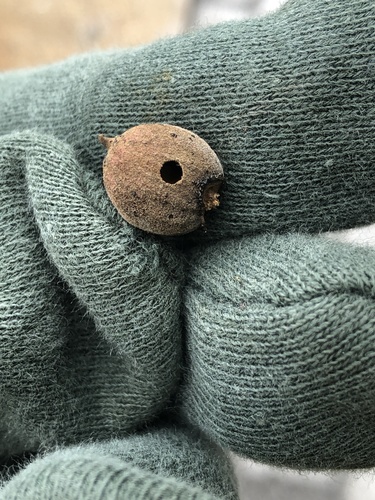 Oak Rough Bulletgall Wasp