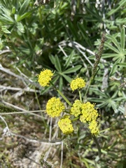 Lomatium triternatum brevifolium