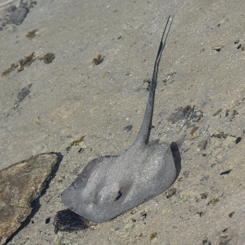 Cowtail Stingray