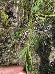 Lomatium triternatum brevifolium