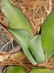 Agave vazquezgarciae