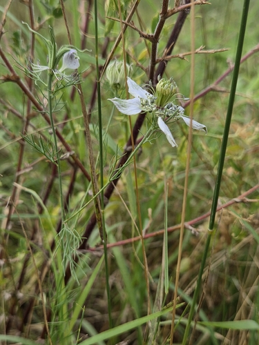 Field Love-in-a-mist