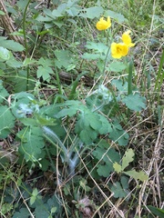 Chelidonium majus