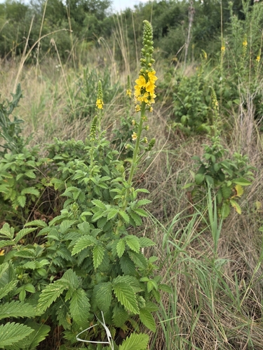 common agrimony