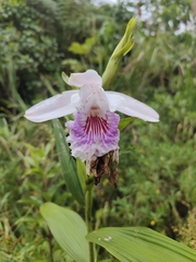 (c) Yannick Pochon, some rights reserved (CC BY) Sobralia rosea, photograph (c) Yannick Pochon, some rights reserved (CC BY)