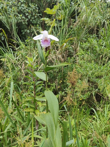 Sobralia rosea, photograph 2