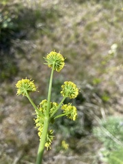 Lomatium triternatum brevifolium