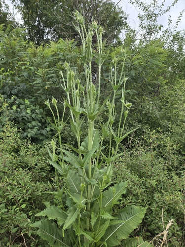 cutleaf teasel