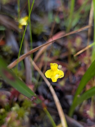 Utricularia subulata, photograph 2